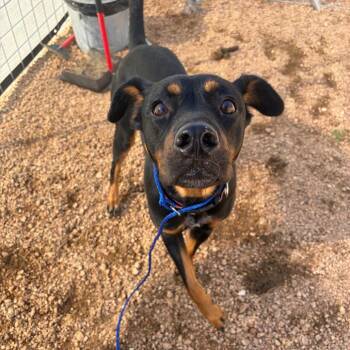 Sage KCAC #876.26 -  Mixed Breed and Doberman Pinscher Dog for Adoption in Kerrville, Texas - Sage KCAC #876.26 | PetCurious