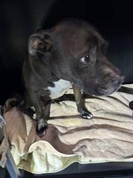 Pit Bull Terrier and Mixed Breed Dogs Available for Adoption in El Paso, Texas - NYLA | PetCurious