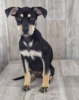 Dandelion -  Hound and Mixed Breed Dog for Adoption in Shreveport, Louisiana - Dandelion | PetCurious
