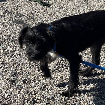 Lindsey -  Mixed Breed Dog for Adoption in Fort Wayne, Indiana - Lindsey | PetCurious