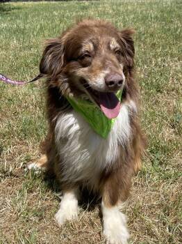 Rescue Australian Shepherd Dogs for Adoption in Woodland, California - Arven | PetCurious