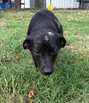 Pepper -  Dachshund Dog for Adoption in Valley Park, Oklahoma - Pepper | PetCurious