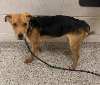 Sylas -  Mixed Breed Dog for Adoption in Kansas City, Missouri - Sylas | PetCurious