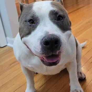 Brooklyn - Home to Home -  Pit Bull Terrier Dog for Adoption in South Elgin, Illinois - Brooklyn - Home To Home | PetCurious