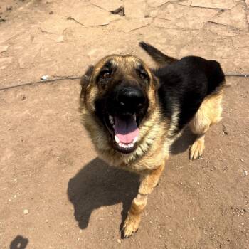 Chance -  German Shepherd Dog Dog for Adoption in Fort Collins, Colorado - Chance | PetCurious