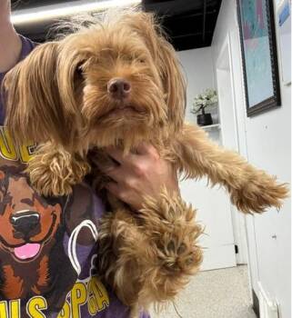 Gina -  Yorkshire Terrier Dog for Adoption in Thompson Falls, Montana - Gina | PetCurious