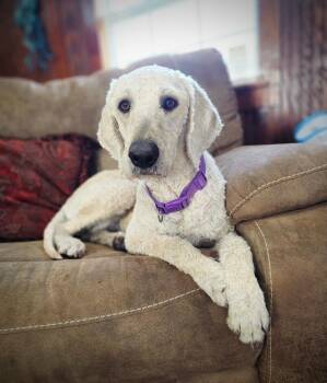 Golden Retriever and Poodle Dogs Available for Adoption - Luna D | PetCurious