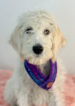 Jellyfish -  Goldendoodle Dog for Adoption in Meherrin, Virginia - Jellyfish | PetCurious