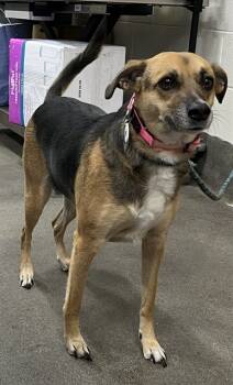 Rescue German Shepherd Dog and Mixed Breed Dogs for Adoption - CANDIED YAM | PetCurious