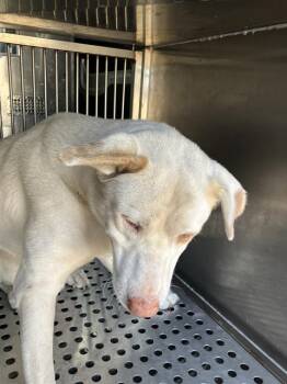 DANNY -  Mixed Breed Dog for Adoption in Dallas, Texas - DANNY | PetCurious