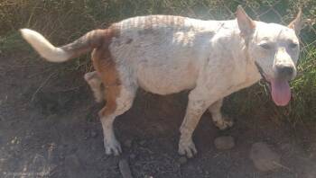 Red -  Australian Cattle Dog Blue Heeler Dog for Adoption in Mena, Arkansas - Red | PetCurious