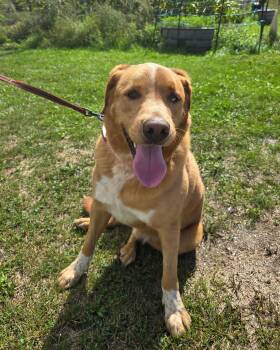 Rescue Golden Retriever and Yellow Labrador Retriever Dogs for Adoption in Winthrop, Massachusetts - Waylon | PetCurious
