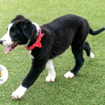 Bernard -  Australian Shepherd and Border Collie Dog for Adoption in Binghamton, New York - Bernard | PetCurious