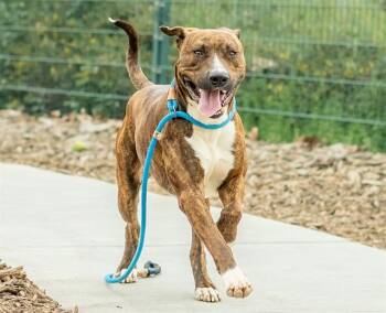 Pit Bull Terrier and Mixed Breed Dogs Available for Adoption - ACORN | PetCurious