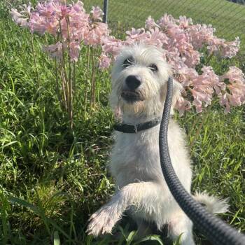 Lady -  Wirehaired Terrier Dog for Adoption in La Grange, Kentucky - Lady | PetCurious