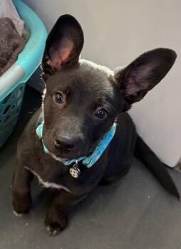 Mixed Breed Dogs Available for Adoption - Lucky Bear | PetCurious