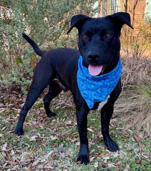 Labrador Retriever and Terrier Dogs Available for Adoption - MIDAS - SUCH A GOOD BOY! | PetCurious