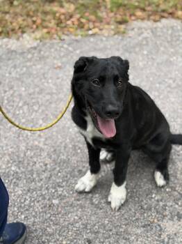 Minnow -  Shepherd Dog for Adoption in Petersburg, Virginia - Minnow | PetCurious