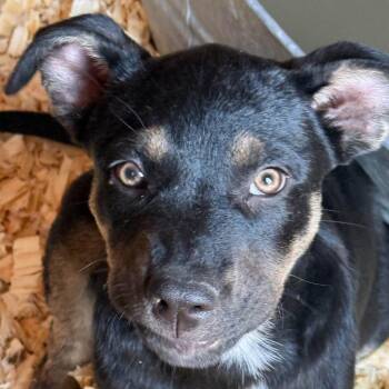 Costner -  Shepherd and Mixed Breed Dog for Adoption in Rochester, Minnesota - Costner | PetCurious