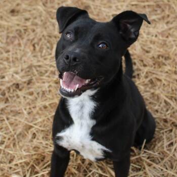 Nissan -  Black Labrador Retriever and Mixed Breed Dog for Adoption in Valley, Alabama - Nissan | PetCurious