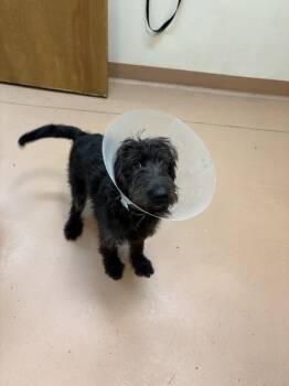 Toaster -  Labradoodle Dog for Adoption in Kennewick, Washington - Toaster | PetCurious