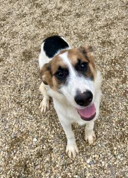 Catalie -  Beagle and Border Collie Dog for Adoption in Lacon, Illinois - Catalie | PetCurious