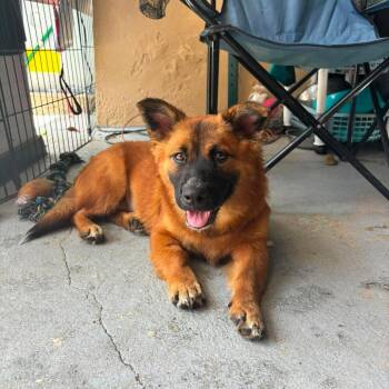 Bella -  Mixed Breed Dog for Adoption in Frederiksted, St. Croix - Bella | PetCurious