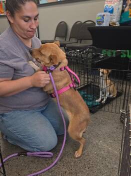 Corgi Dogs Available for Adoption in Albuquerque, New Mexico - Coco | PetCurious