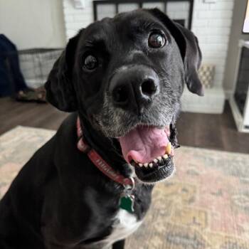ROGER -  Labrador Retriever and Boxer Dog for Adoption in Louisville, Kentucky - ROGER | PetCurious