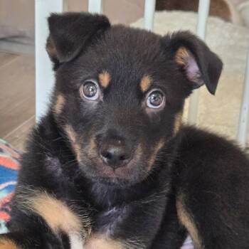 Kodiak -  Shepherd and Rottweiler Dog for Adoption in Normal, Illinois - Kodiak | PetCurious