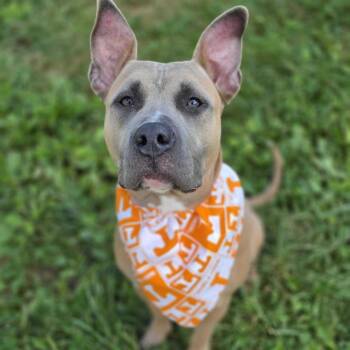 Isabela -  Pit Bull Terrier and Mixed Breed Dog for Adoption in Jefferson City, Tennessee - Isabela | PetCurious
