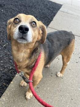 Beagle and Mixed Breed Dogs Available for Adoption - THEODORE | PetCurious