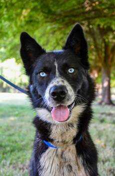 Regan -  Siberian Husky and Mixed Breed Dog for Adoption in Yakima, Washington - Regan | PetCurious