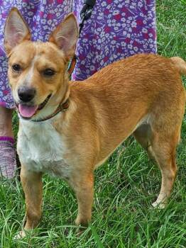 Toodles in LA -  Mixed Breed Dog for Adoption in Cranston, Rhode Island - Toodles In LA | PetCurious
