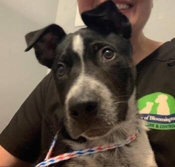 Matthew -  Hound Dog for Adoption in Bloomington, Indiana - Matthew | PetCurious