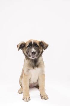 Mixed Breed Dogs Available for Adoption - Waylon | PetCurious