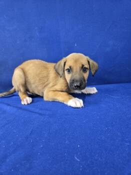 Rescue German Shepherd Dog and Mixed Breed Dogs for Adoption in Ruston, Louisiana - Hot Dog | PetCurious
