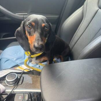 Muneca -  Dachshund Dog Available for Adoption in West Miami, Florida - Muneca | PetCurious