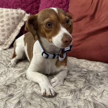 Maxine -  Chihuahua and Dachshund Dog for Adoption in San Francisco, California - Maxine | PetCurious