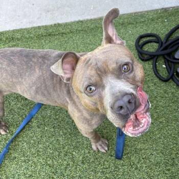 Mixed Breed Dogs Available for Adoption in Pittsburgh, Pennsylvania - D.O.G. | PetCurious