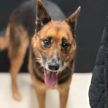 Deva -  German Shepherd Dog Dog for Adoption in Lake Jackson, Texas - Deva | PetCurious