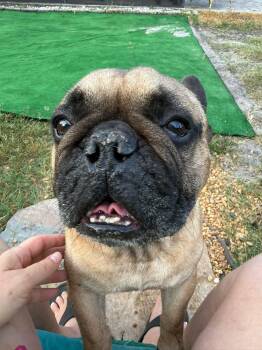 Scout -  French Bulldog Dog Available for Adoption in Grant-Valkaria, Florida - Scout | PetCurious