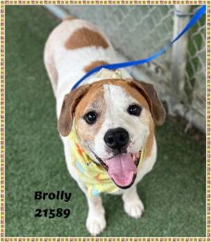 BROLLY see also SHADOW -  Beagle and Pit Bull Terrier Dog for Adoption in Marietta, Georgia - BROLLY See Also SHADOW | PetCurious