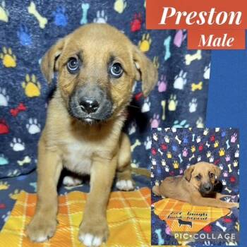 Labrador Retriever Dogs Available for Adoption - Preston | PetCurious
