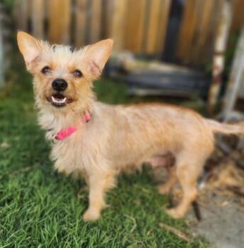 Helen -  Terrier Dog for Adoption in Novato, California - Helen | PetCurious