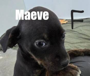 Maeve -  Terrier and Hound Dog for Adoption in Irwin, Pennsylvania - Maeve | PetCurious