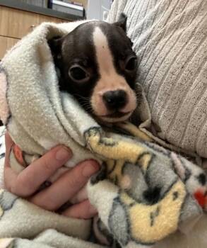 Freddy -  Boston Terrier Dog for Adoption in Kennewick, Washington - Freddy | PetCurious