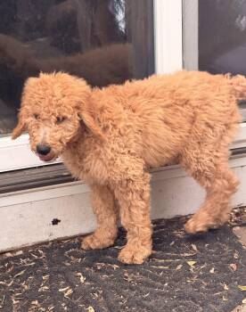 Golden Retriever and Standard Poodle Dogs Available for Adoption in Wheaton, Illinois - Raine | PetCurious