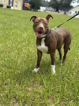 Echo - Maybe litter -  Terrier Dog for Adoption in Lakeland, Florida - Echo - Maybe Litter | PetCurious