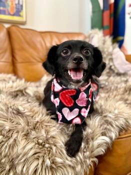 Sassy May -  Chihuahua Dog for Adoption in Friendswood, Texas - Sassy May | PetCurious